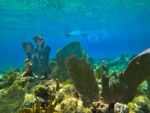 snorkeling the beautiful corals-rocknrolla-St-John-boat-charters
