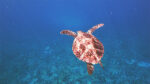 turtles all day-rocknrolla-St-John-boat-charters