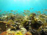 snorkeling stunning reefs 01 rocknrolla-St-John-boat-charters