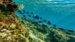 School of blue tang fish swimming along a coral reef while snorkeling around St John USVI