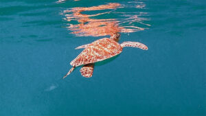 Green sea turtle surfacing for air in clear turquoise water in the Virgin Islands National park, St John USVI